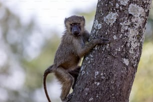 작은 원숭이가 나무 옆으로 올라가고 있다