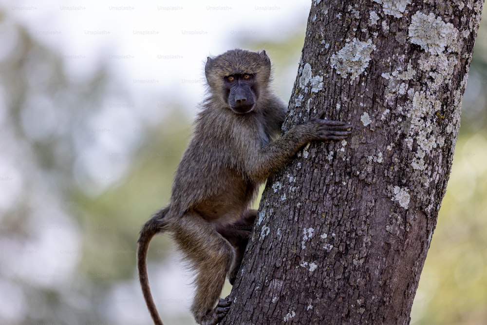 um pequeno macaco está subindo ao lado de uma árvore