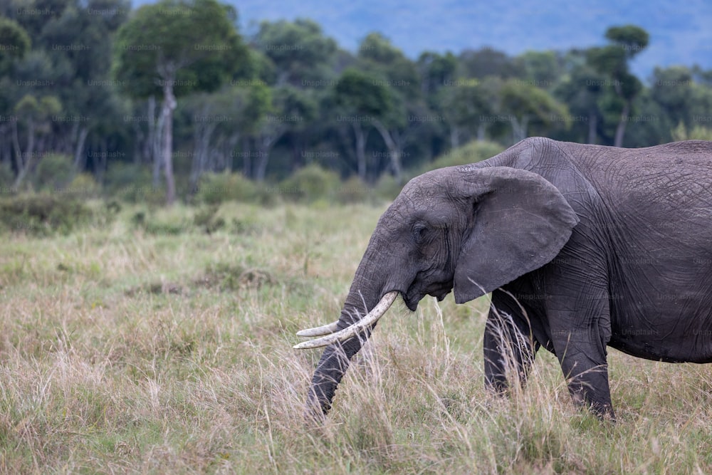 Un elefante está parado en un campo con árboles en el fondo