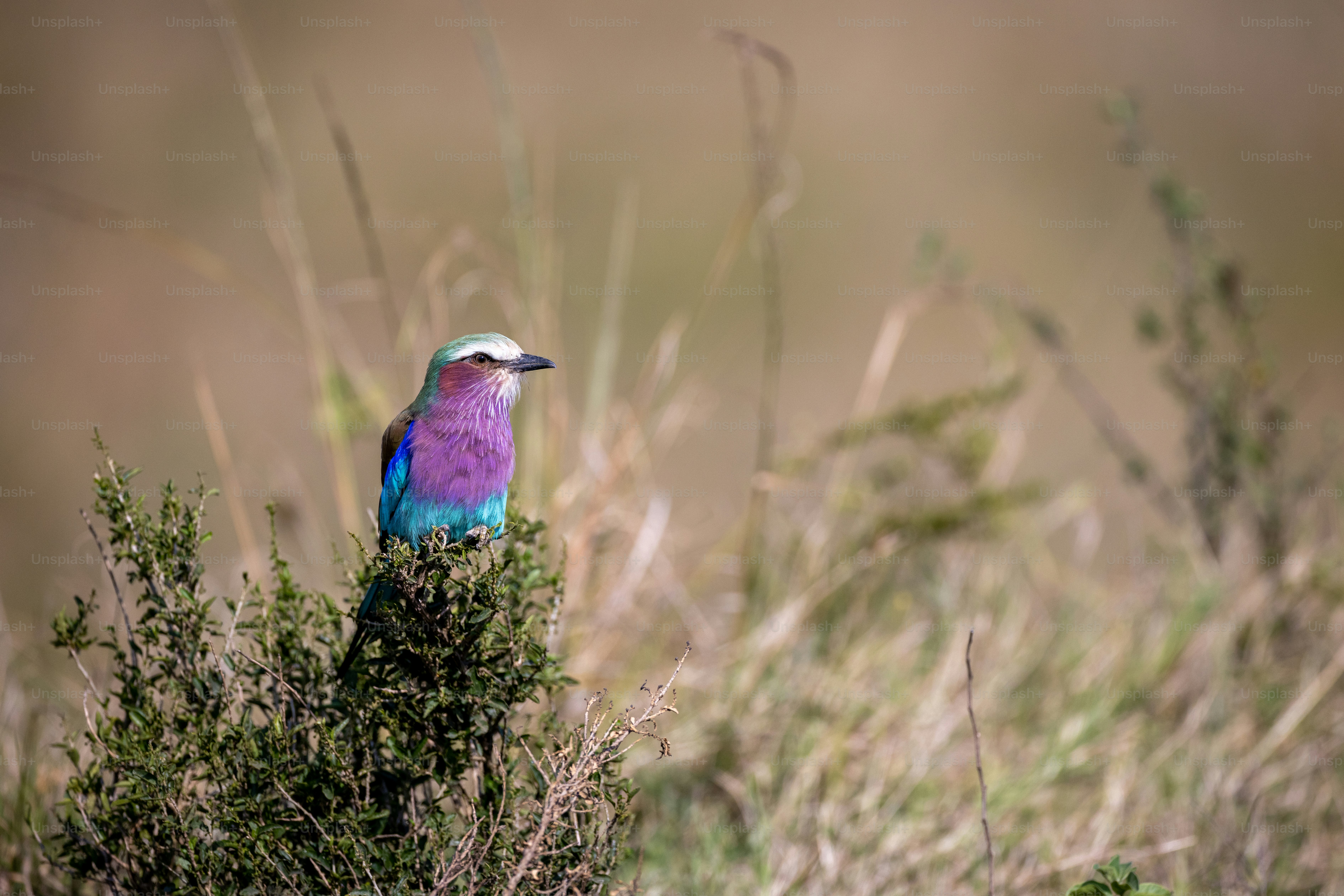 Ein bunter Vogel, der auf einem Busch sitzt