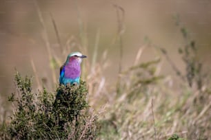 Un pájaro colorido sentado en la parte superior de un arbusto