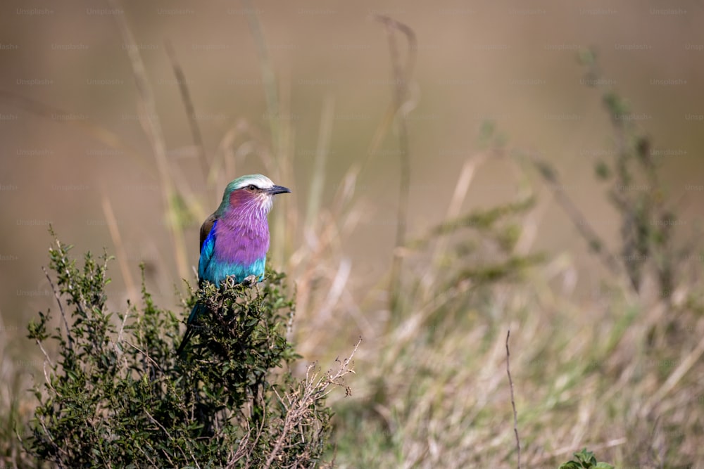 Un pájaro colorido sentado en la parte superior de un arbusto