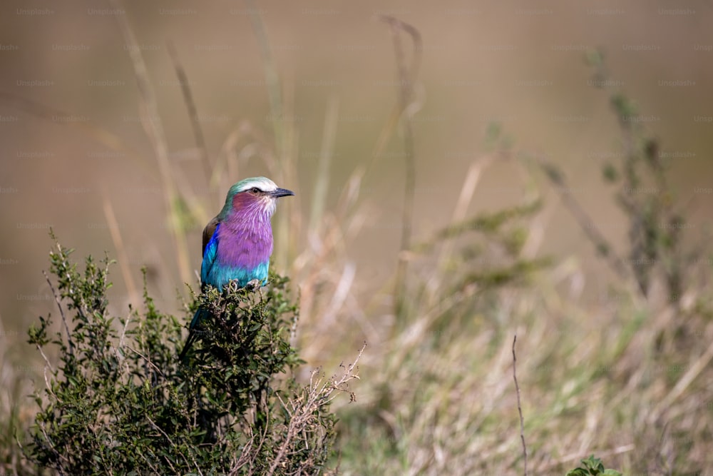 Un uccello colorato seduto sulla cima di un cespuglio