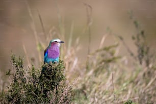 Un oiseau coloré assis au sommet d’un buisson