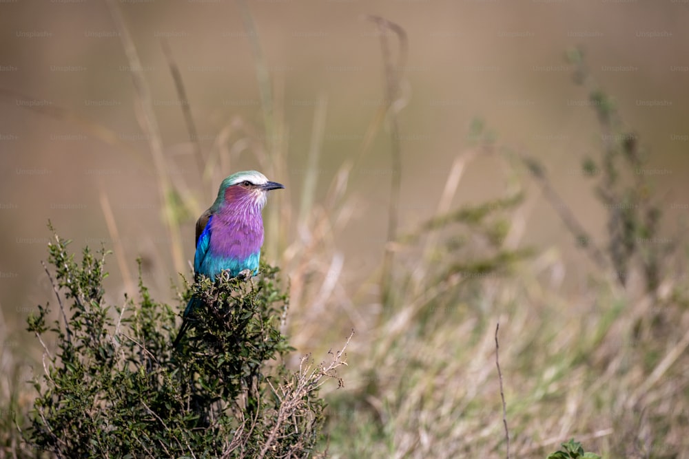 a colorful bird sitting on top of a bush