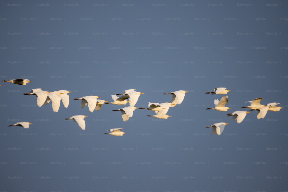 Una bandada de pájaros volando a través de un cielo azul