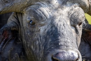 um close up de um touro com chifres muito grandes