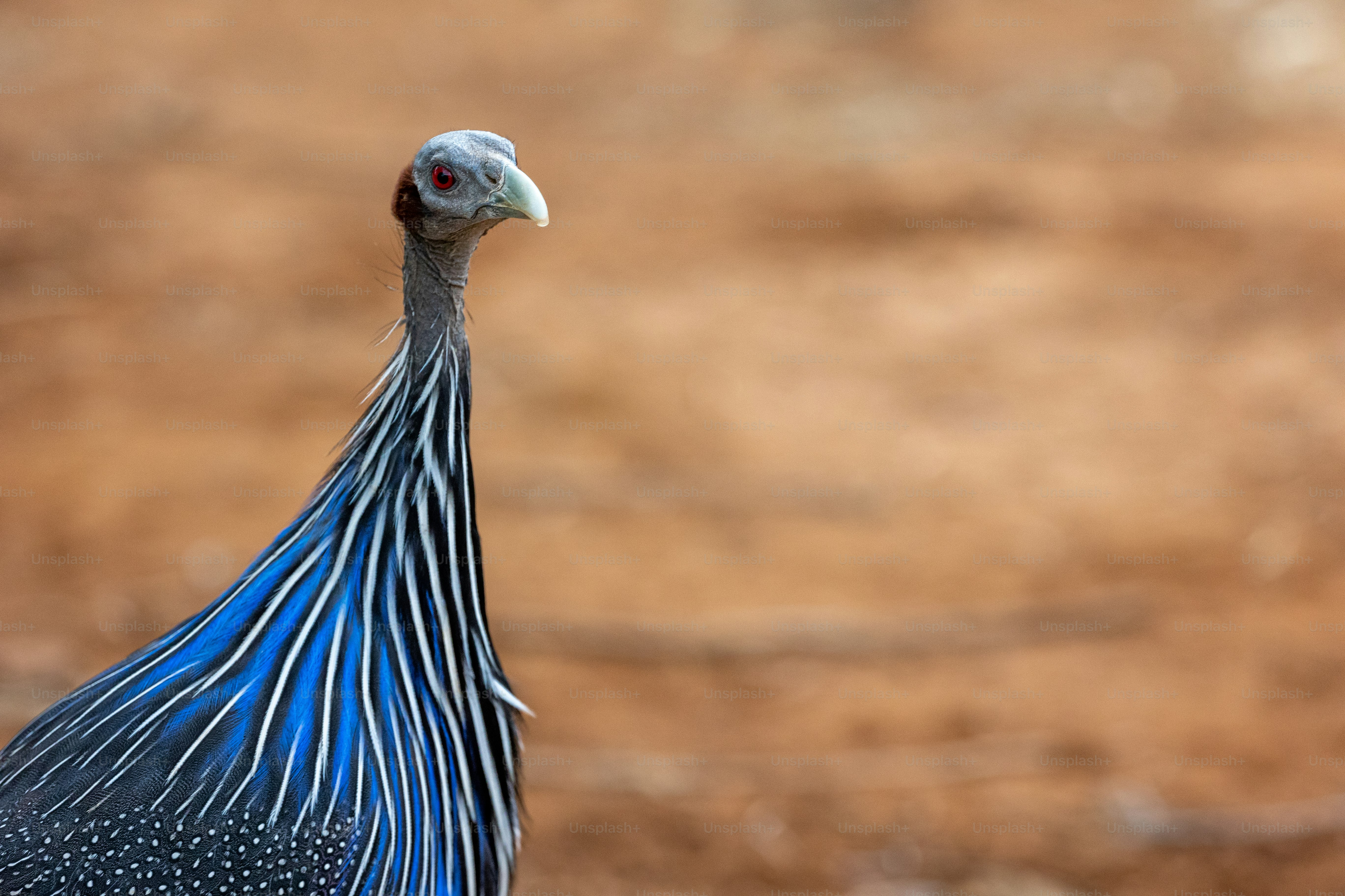 a close up of a bird with a blurry background