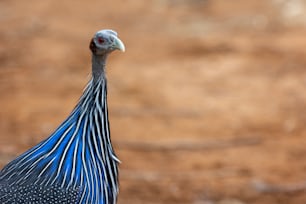 a close up of a bird with a blurry background