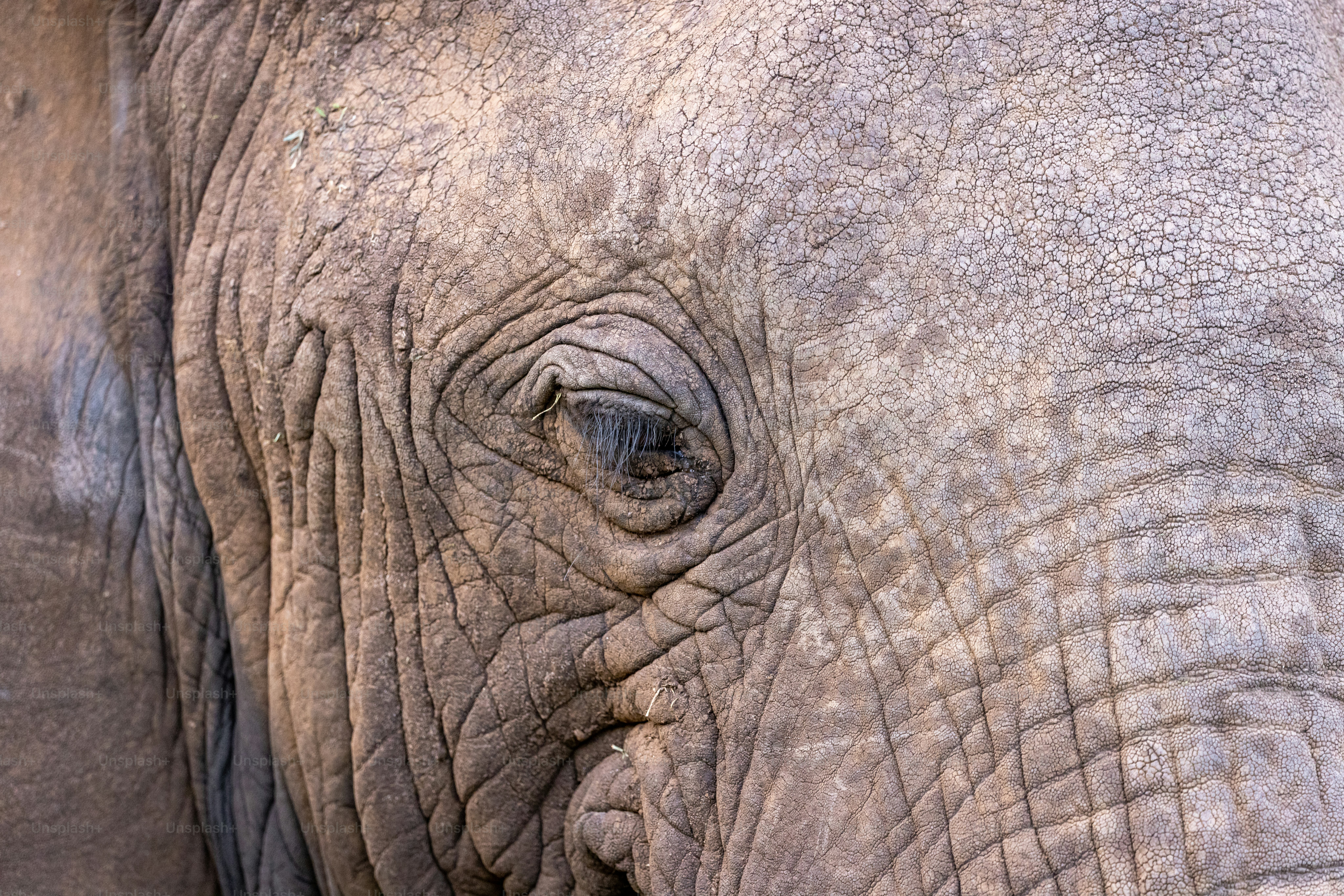 a close up of the face of an elephant
