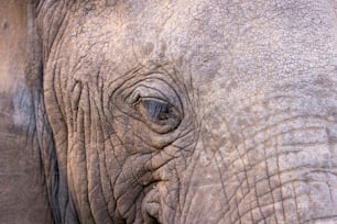 Un primo piano della faccia di un elefante