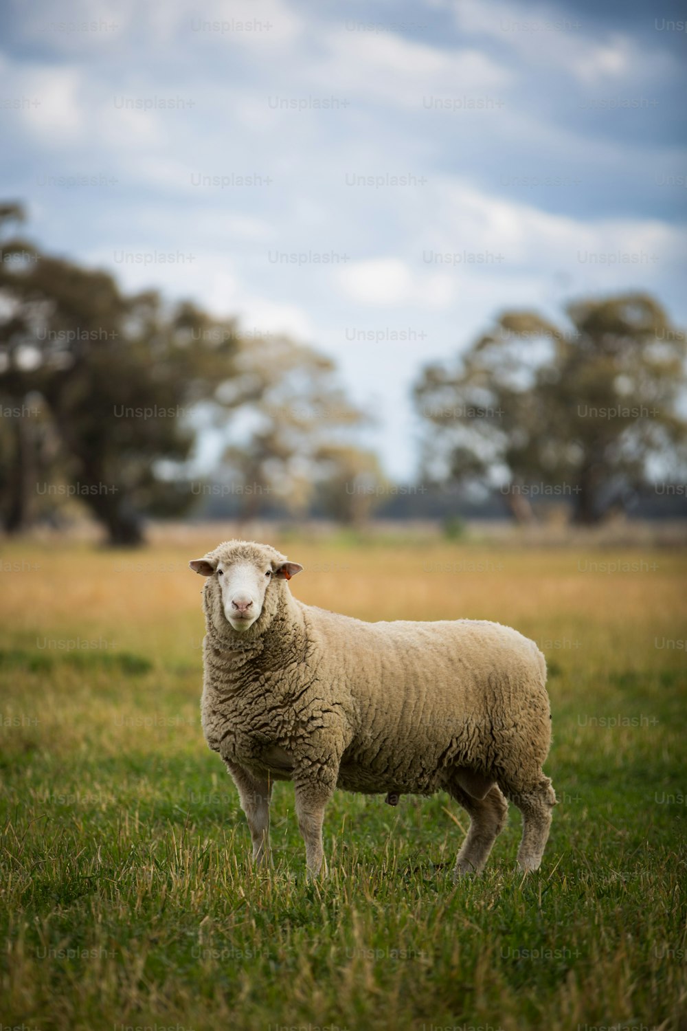 uma ovelha em pé em um campo gramado com árvores no fundo