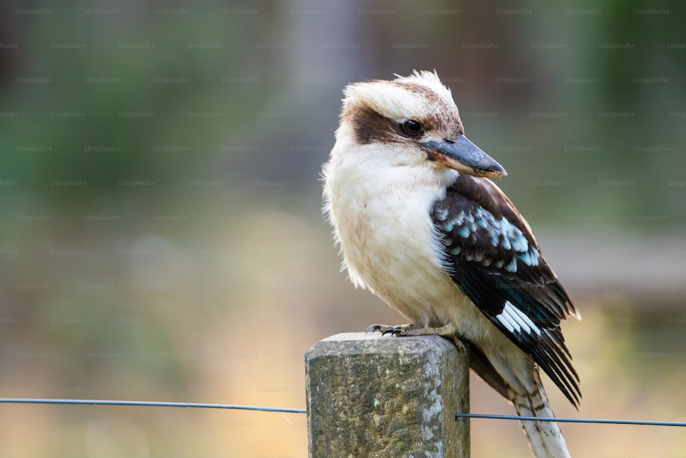 a bird sitting on top of a wooden post