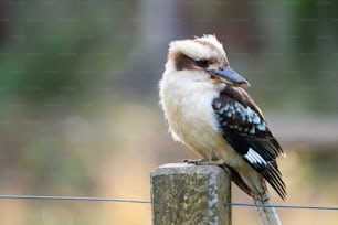 un oiseau assis au sommet d’un poteau en bois