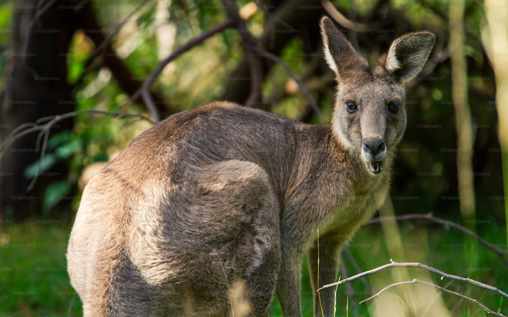 um close up de um canguru em um campo