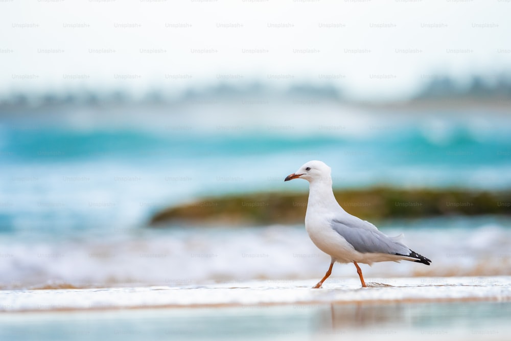 a seagull walking on the beach near the water