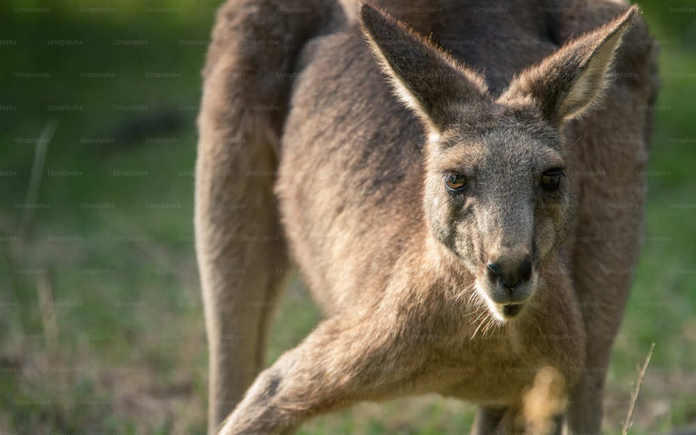 um close up de um canguru em um campo