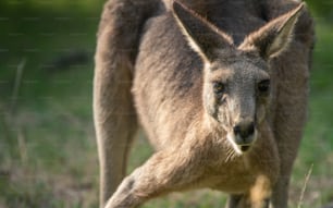 a close up of a kangaroo in a field