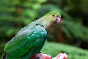 um papagaio verde empoleirado em uma mão de pessoa