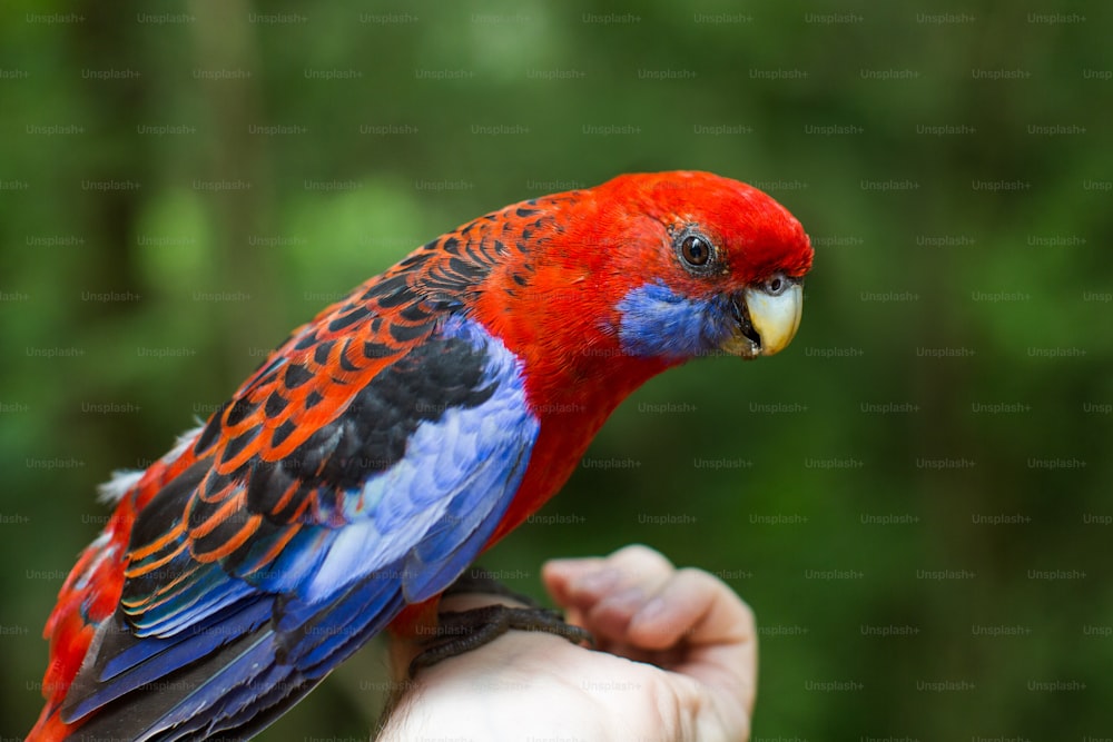 Un uccello colorato appollaiato sulla parte superiore di una mano di persone