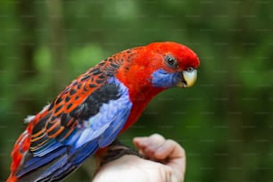 a colorful bird perched on top of a persons hand