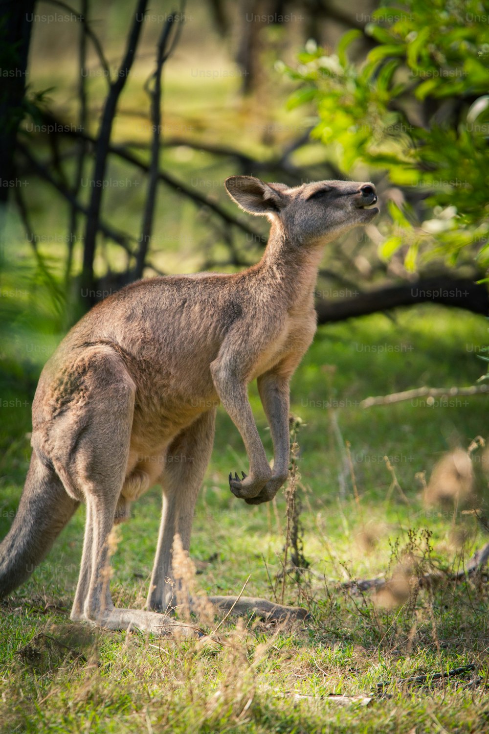 Un kangourou debout au sommet d’un champ verdoyant
