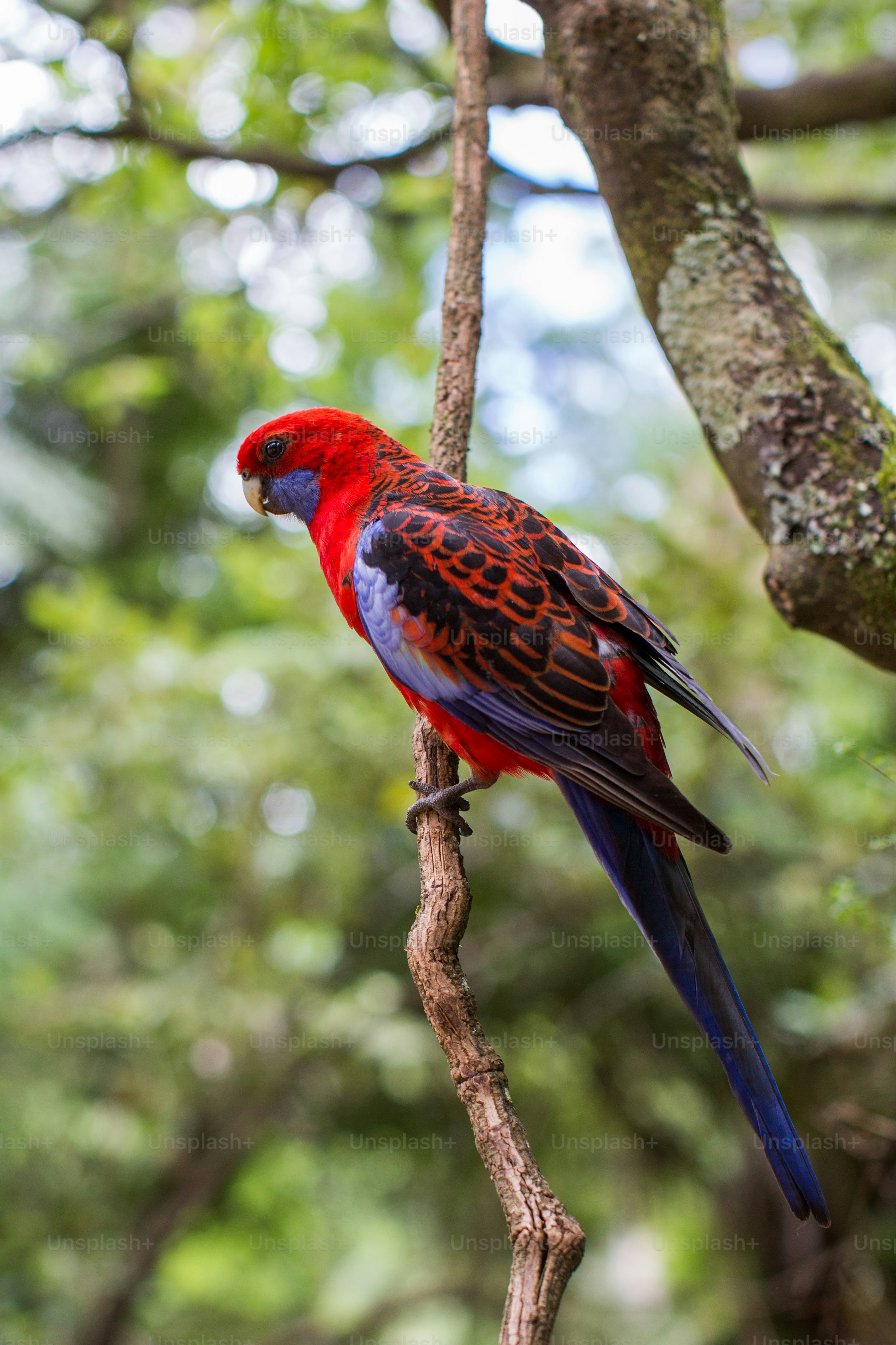 a red and blue bird perched on a tree branch
