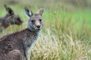 um close up de um canguru em um campo de grama
