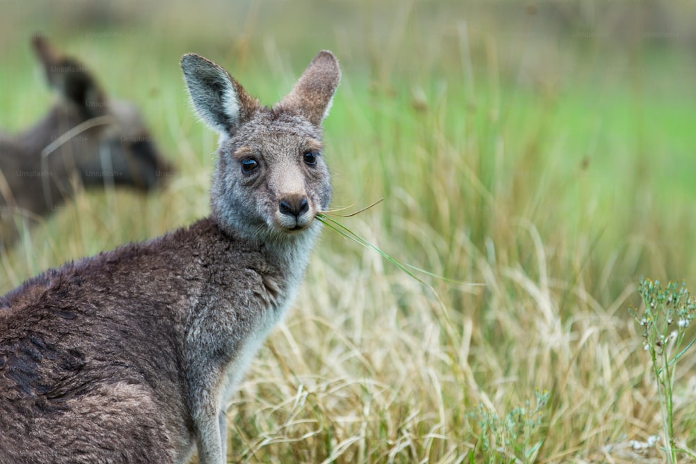 a close up of a kangaroo in a field of grass