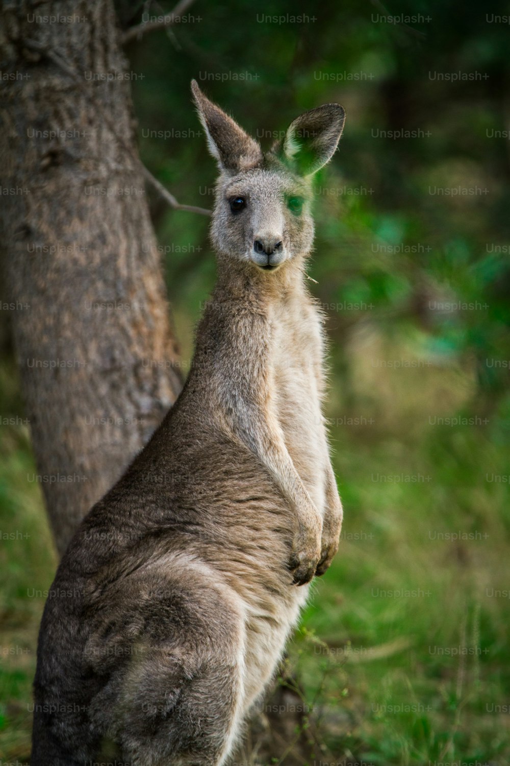 a kangaroo standing next to a tree in a forest