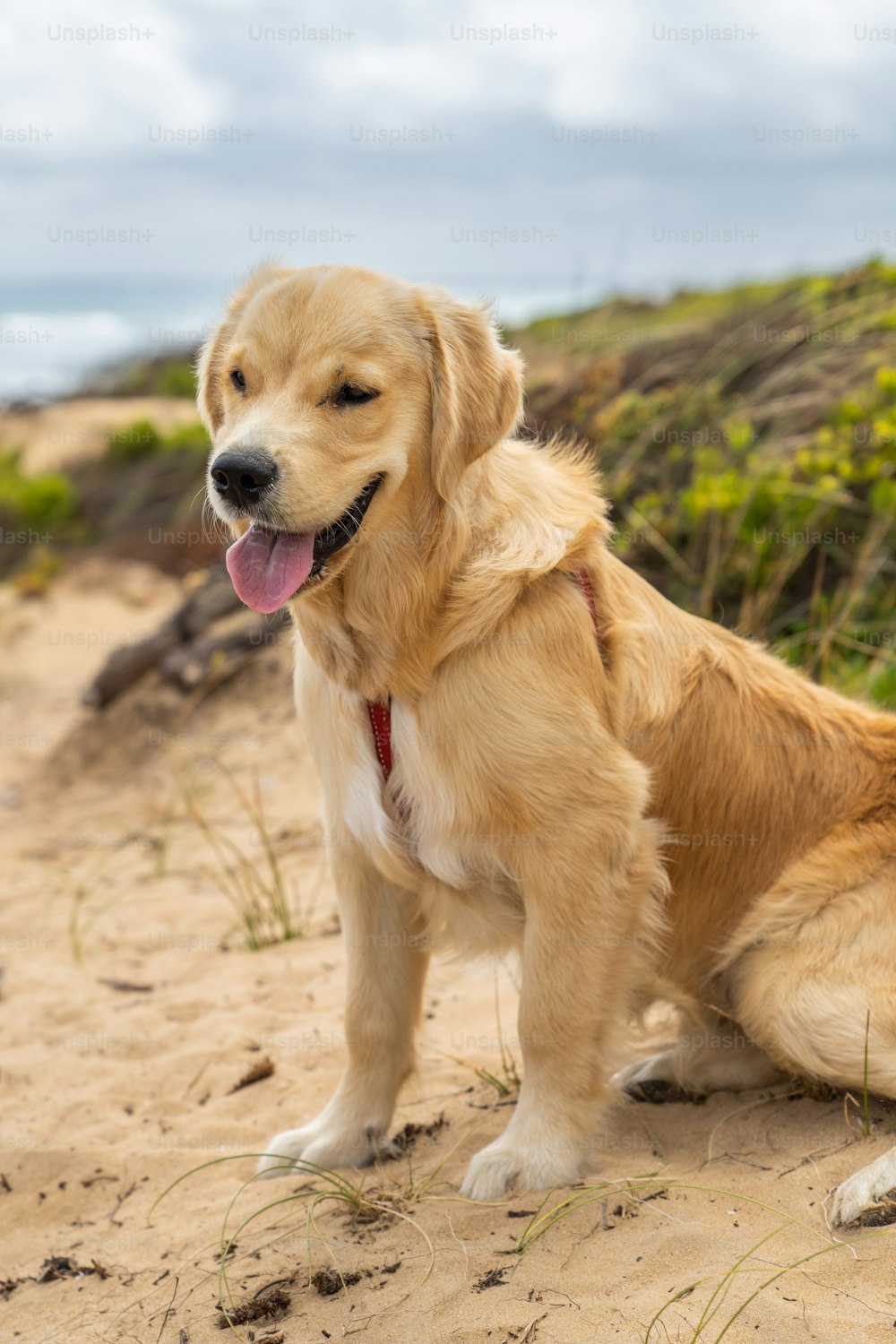 a golden retriever sitting on a sandy beach