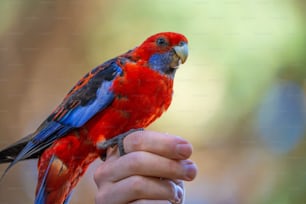 um pássaro colorido empoleirado em uma mão de pessoa