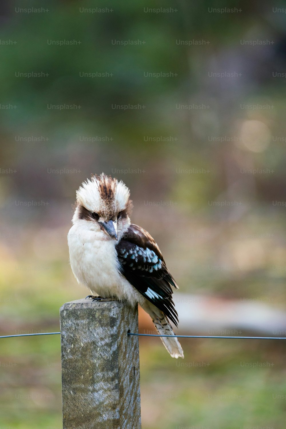 un piccolo uccello seduto sulla cima di un palo di legno