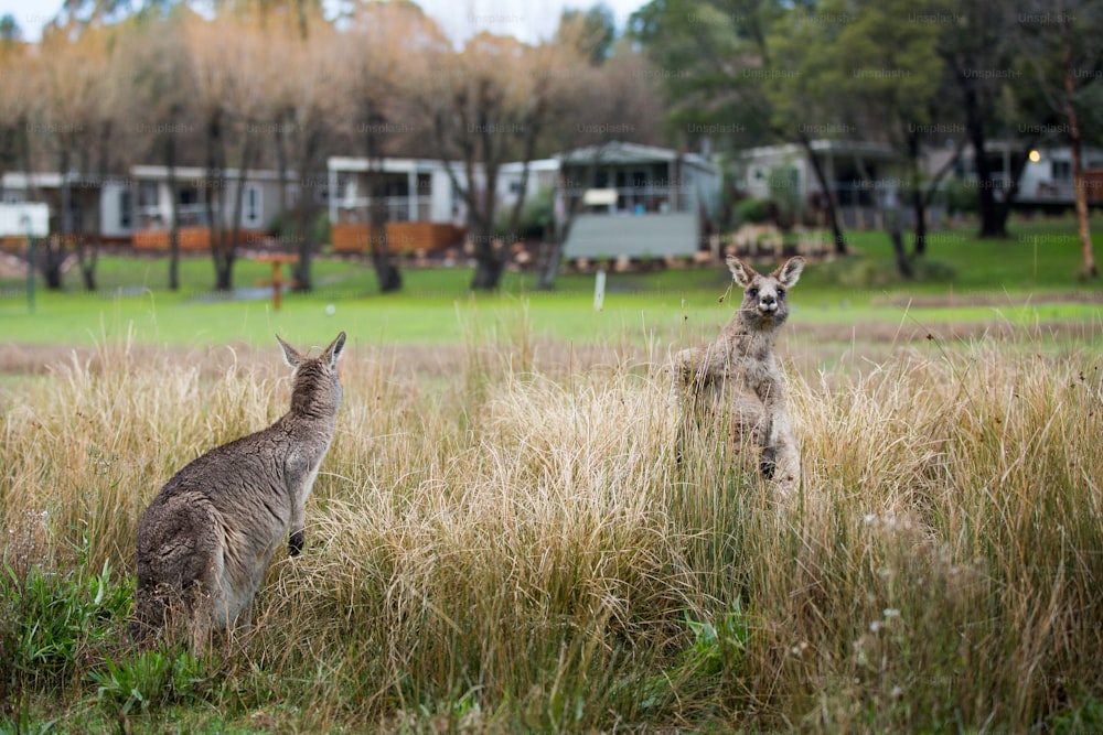 a kangaroo and a kangaroo standing in tall grass