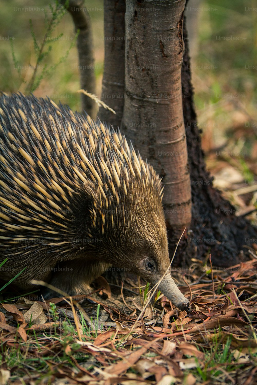 a porcupine foraging in the grass next to a tree
