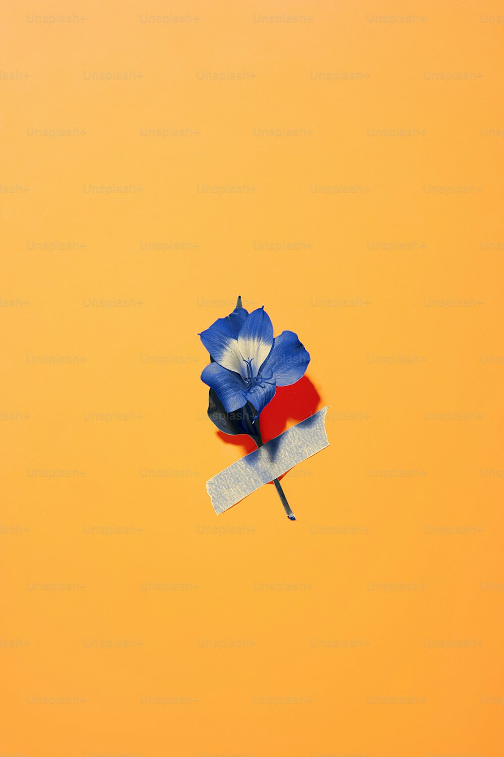 a blue flower with a red center on a yellow background