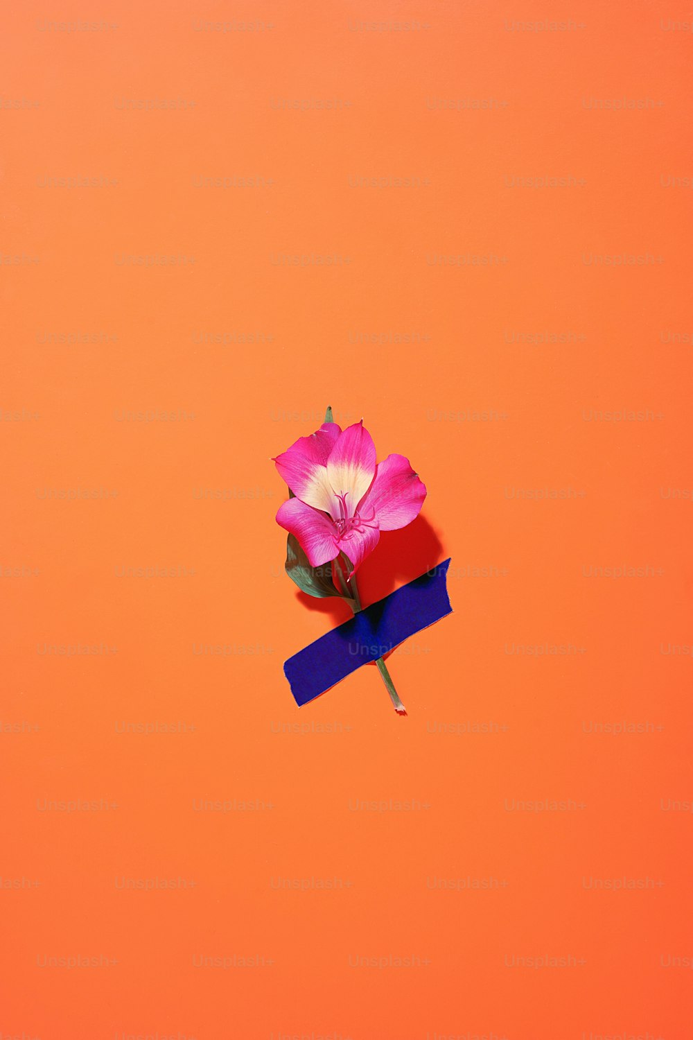 a single pink flower on top of a blue ribbon