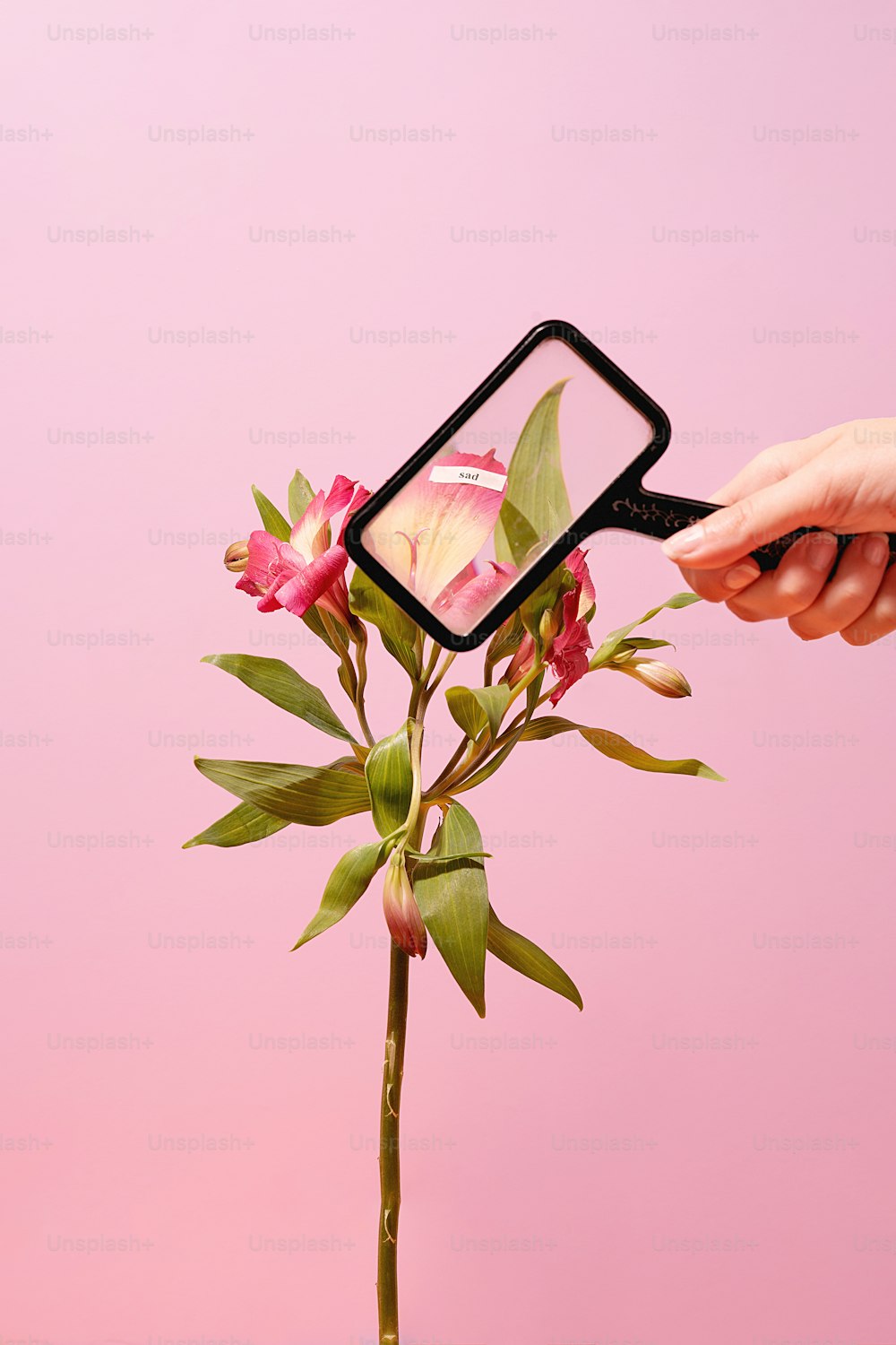 uma pessoa segurando uma flor na frente de um fundo rosa