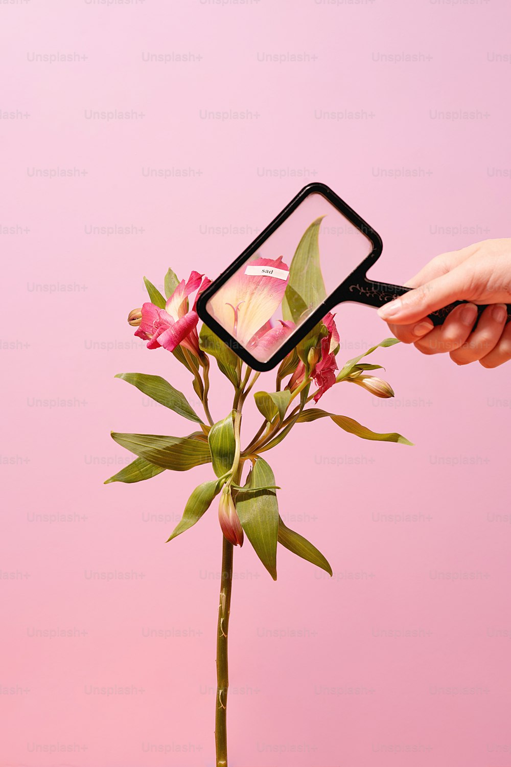 a person holding a flower in front of a pink background