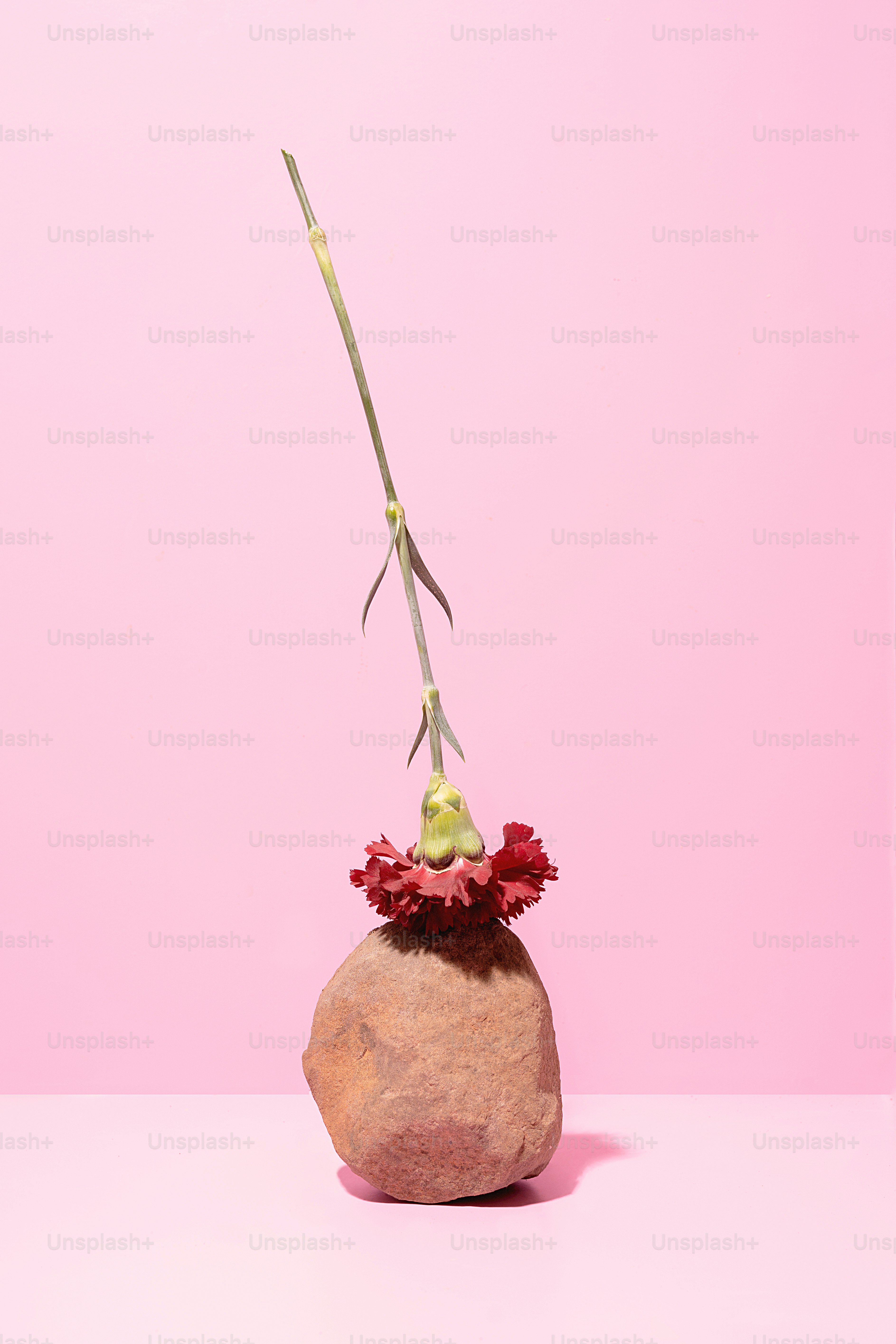 uma rocha com uma flor em um fundo rosa