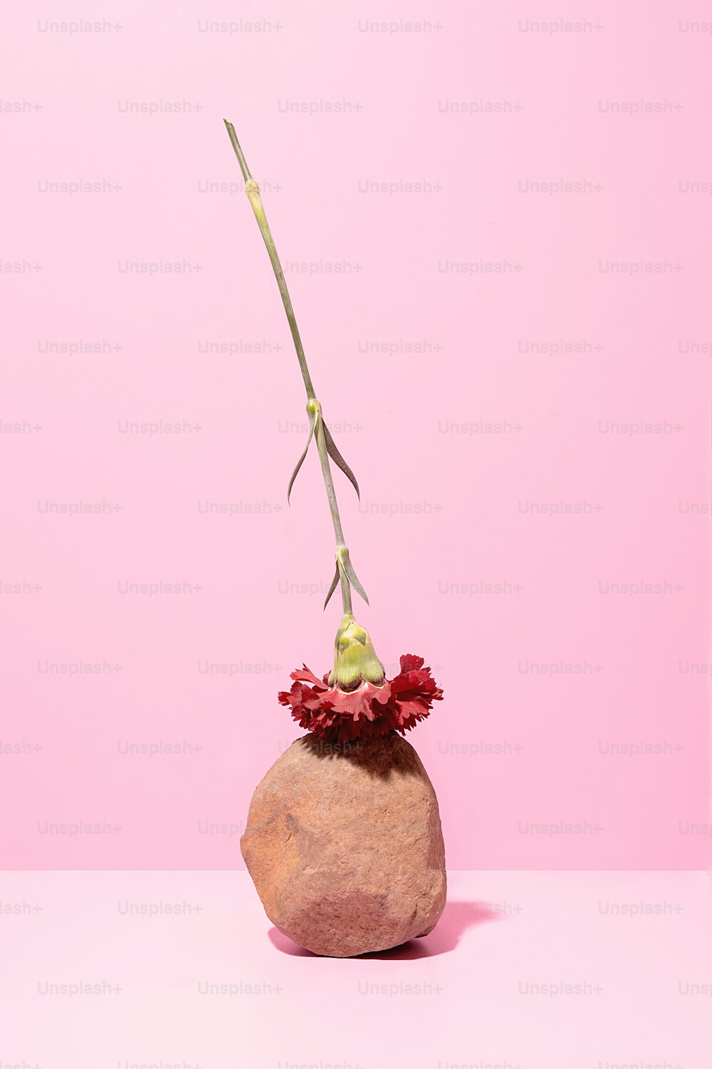 Ein Felsen mit einer Blume auf rosafarbenem Hintergrund