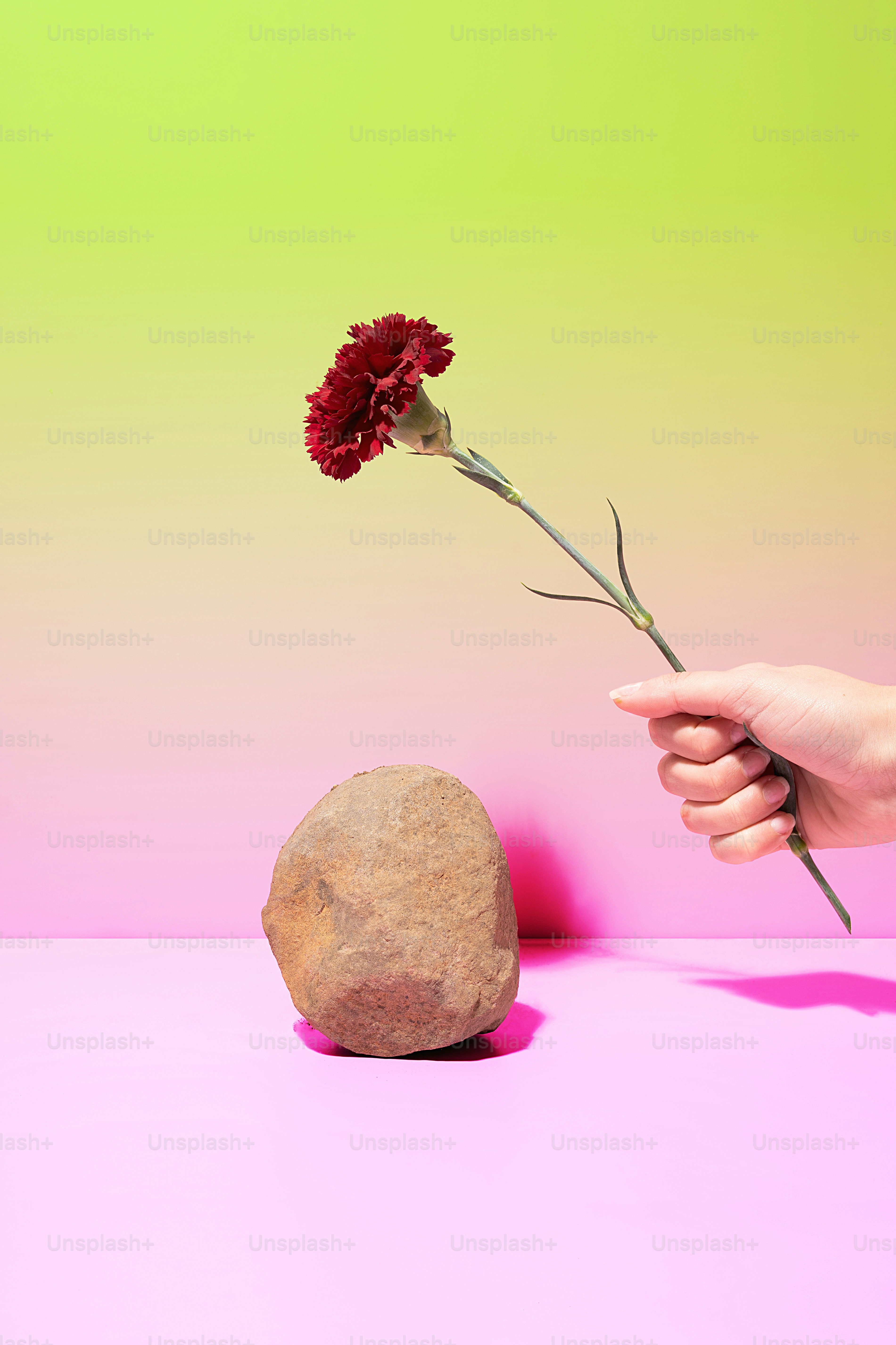 a person holding a flower in front of a rock