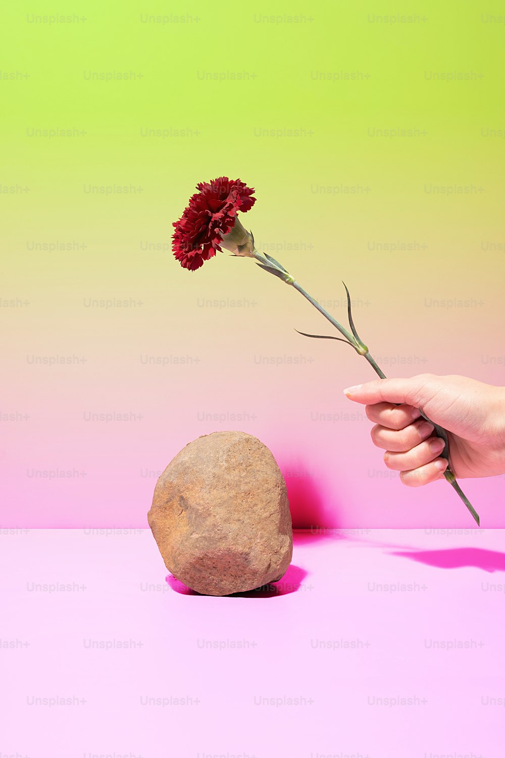 a person holding a flower in front of a rock