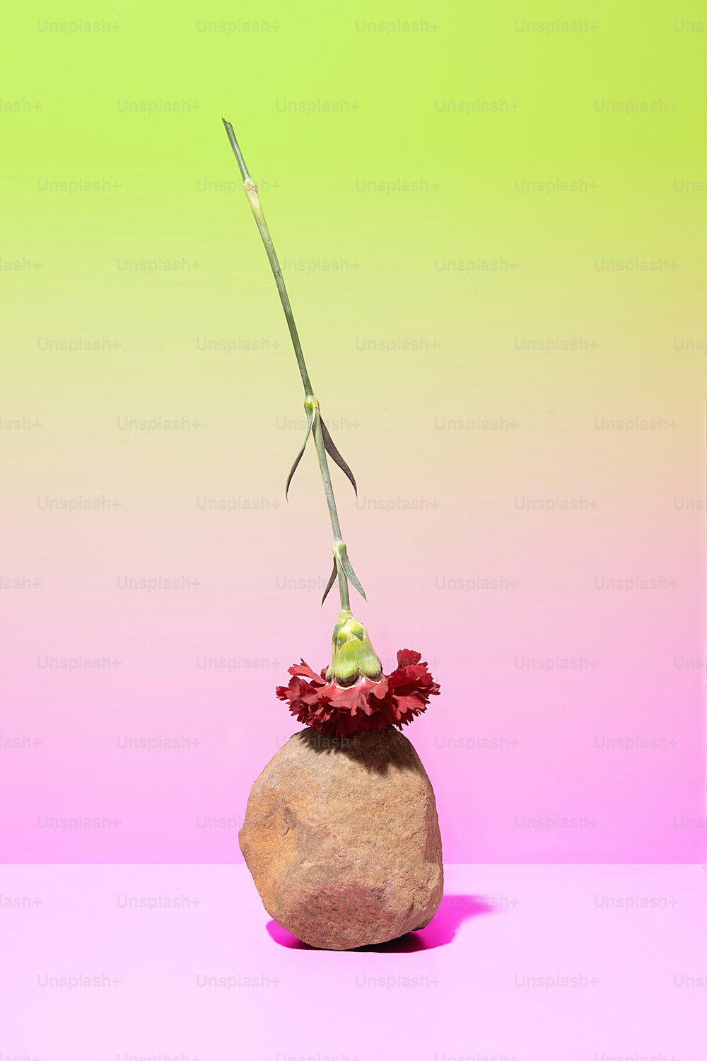 Una roca con una flor sobre un fondo rosa y verde