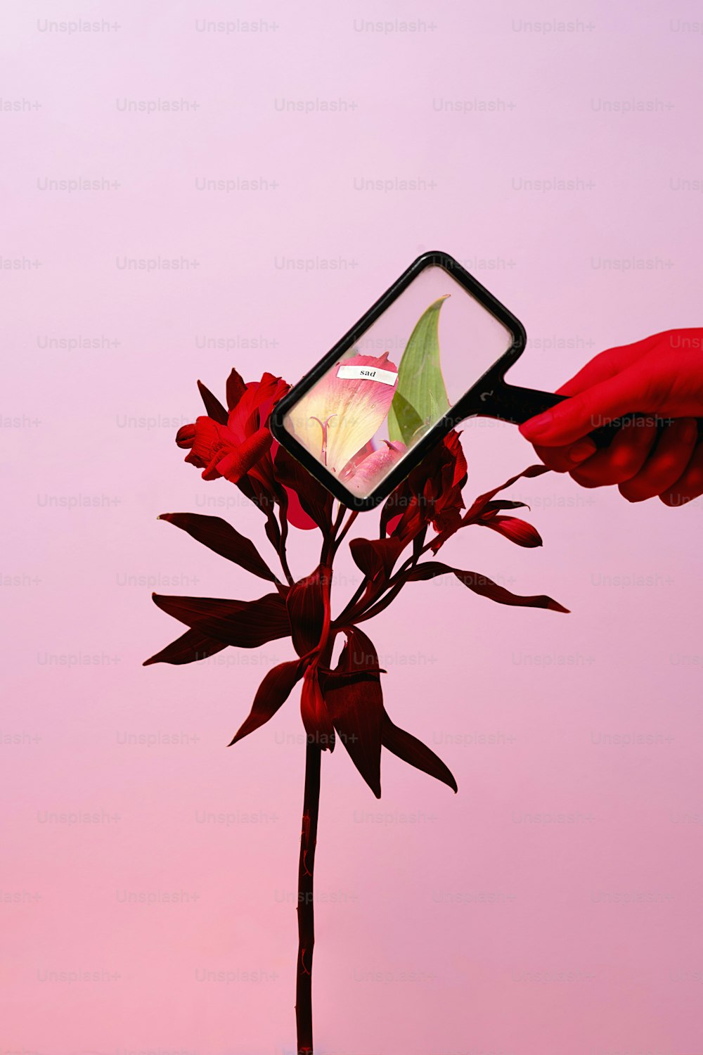 eine Person, die ein Handy an eine Blume hält