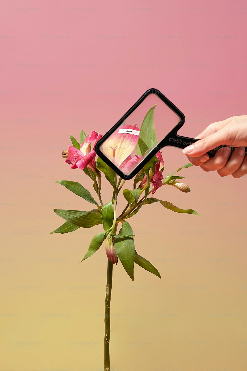 a person holding a magnifying glass over a flower