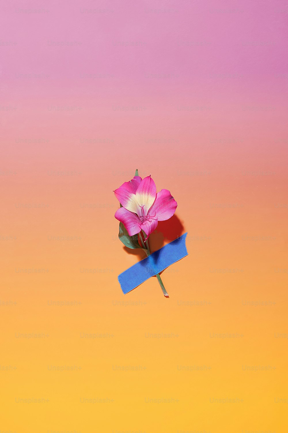 a single pink flower on top of a blue ribbon
