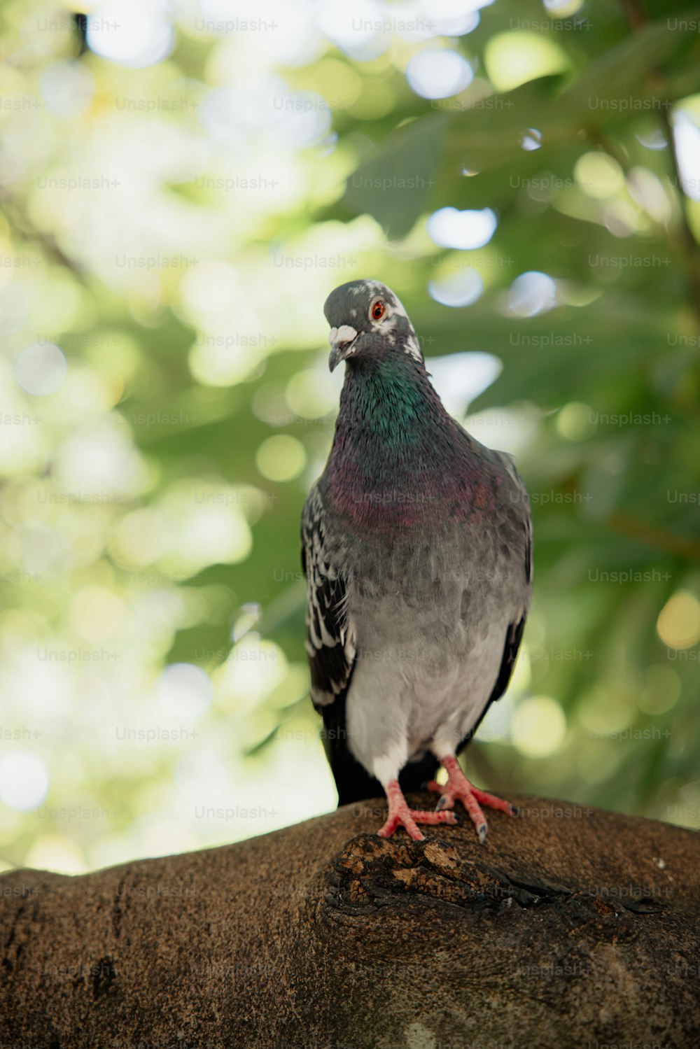 a pigeon sitting on top of a tree branch