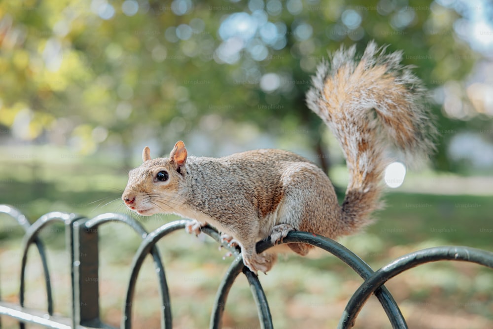 a squirrel sitting on top of a metal fence