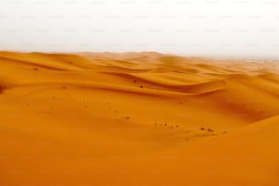 Un gran grupo de dunas de arena en el desierto